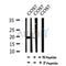 AF7031 at 1/100 staining mouse kidney tissue sections by IHC-P. The tissue was formaldehyde fixed and a heat mediated antigen retrieval step in citrate buffer was performed. The tissue was then blocked and incubated with the antibody for 1.5 hours at 22¡ãC. An HRP conjugated goat anti-rabbit antibody was used as the secondary