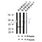 AF7033 at 1/100 staining mouse kidney tissue sections by IHC-P. The tissue was formaldehyde fixed and a heat mediated antigen retrieval step in citrate buffer was performed. The tissue was then blocked and incubated with the antibody for 1.5 hours at 22¡ãC. An HRP conjugated goat anti-rabbit antibody was used as the secondary