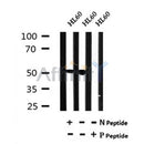 Western blot analysis of Phospho-GDF9(Tyr394) in lysates of HL60?, using Phospho-GDF9(Tyr394) Antibody(AF7035).