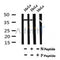 AF7037 at 1/100 staining mouse kidney tissue sections by IHC-P. The tissue was formaldehyde fixed and a heat mediated antigen retrieval step in citrate buffer was performed. The tissue was then blocked and incubated with the antibody for 1.5 hours at 22¡ãC. An HRP conjugated goat anti-rabbit antibody was used as the secondary