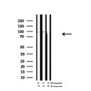 AF7041 at 1/100 staining rat heart tissue sections by IHC-P. The tissue was formaldehyde fixed and a heat mediated antigen retrieval step in citrate buffer was performed. The tissue was then blocked and incubated with the antibody for 1.5 hours at 22¡ãC. An HRP conjugated goat anti-rabbit antibody was used as the secondary