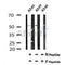 AF7042 at 1/100 staining human kidney tissue sections by IHC-P. The tissue was formaldehyde fixed and a heat mediated antigen retrieval step in citrate buffer was performed. The tissue was then blocked and incubated with the antibody for 1.5 hours at 22¡ãC. An HRP conjugated goat anti-rabbit antibody was used as the secondary