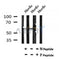 Western blot analysis of Phospho-KCNA1(Ser446) in lysates of HuvEc , using Phospho-KCNA1(Ser446) Antibody(AF7043).