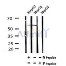 AF7045 at 1/100 staining mouse heart tissue sections by IHC-P. The tissue was formaldehyde fixed and a heat mediated antigen retrieval step in citrate buffer was performed. The tissue was then blocked and incubated with the antibody for 1.5 hours at 22¡ãC. An HRP conjugated goat anti-rabbit antibody was used as the secondary