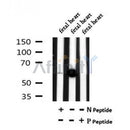AF7049 at 1/100 staining mouse liver tissue sections by IHC-P. The tissue was formaldehyde fixed and a heat mediated antigen retrieval step in citrate buffer was performed. The tissue was then blocked and incubated with the antibody for 1.5 hours at 22¡ãC. An HRP conjugated goat anti-rabbit antibody was used as the secondary