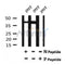 AF7053 at 1/100 staining mouse liver tissue sections by IHC-P. The tissue was formaldehyde fixed and a heat mediated antigen retrieval step in citrate buffer was performed. The tissue was then blocked and incubated with the antibody for 1.5 hours at 22¡ãC. An HRP conjugated goat anti-rabbit antibody was used as the secondary
