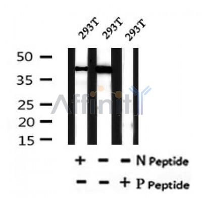 AF7053 at 1/100 staining mouse liver tissue sections by IHC-P. The tissue was formaldehyde fixed and a heat mediated antigen retrieval step in citrate buffer was performed. The tissue was then blocked and incubated with the antibody for 1.5 hours at 22¡ãC. An HRP conjugated goat anti-rabbit antibody was used as the secondary