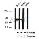 Western blot analysis of Phospho-EIF4A1(Tyr48) in lysates of Jurkat?, using Phospho-EIF4A1(Tyr48) Antibody(AF7054).