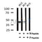 AF7056 at 1/100 staining mouse kidney tissue sections by IHC-P. The tissue was formaldehyde fixed and a heat mediated antigen retrieval step in citrate buffer was performed. The tissue was then blocked and incubated with the antibody for 1.5 hours at 22¡ãC. An HRP conjugated goat anti-rabbit antibody was used as the secondary