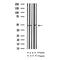 AF3199 at 1/200 staining Rat lung tissue sections by IHC-P. The tissue was formaldehyde fixed and a heat mediated antigen retrieval step in citrate buffer was performed. The tissue was then blocked and incubated with the antibody for 1.5 hours at 22¡ãC. An HRP conjugated goat anti-rabbit antibody was used as the secondary