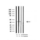 Western blot analysis of extracts of Mouse kidney tissue sample,using Phospho-FBP1(Tyr265) Antibody(AF7060).