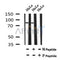 Western blot analysis of Phospho-PFKM (Ser74) in lysates of HeLa?, using Phospho-PFKM (Ser74) Antibody(AF7062).