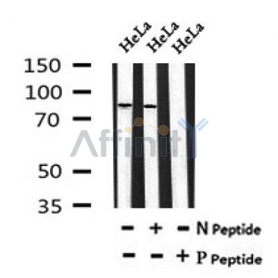 Western blot analysis of Phospho-PFKM (Ser74) in lysates of HeLa?, using Phospho-PFKM (Ser74) Antibody(AF7062).