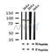AF7063 at 1/100 staining mouse heart  tissue sections by IHC-P. The tissue was formaldehyde fixed and a heat mediated antigen retrieval step in citrate buffer was performed. The tissue was then blocked and incubated with the antibody for 1.5 hours at 22¡ãC. An HRP conjugated goat anti-rabbit antibody was used as the secondary