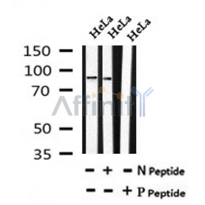 AF7063 at 1/100 staining mouse heart  tissue sections by IHC-P. The tissue was formaldehyde fixed and a heat mediated antigen retrieval step in citrate buffer was performed. The tissue was then blocked and incubated with the antibody for 1.5 hours at 22¡ãC. An HRP conjugated goat anti-rabbit antibody was used as the secondary