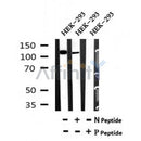 Western blot analysis of Phospho-ZEB1(Ser887) in lysates of HEK-293, using Phospho-ZEB1(Ser887) Antibody(AF7064).