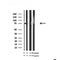 AF7066 at 1/100 staining mouse brain tissue sections by IHC-P. The tissue was formaldehyde fixed and a heat mediated antigen retrieval step in citrate buffer was performed. The tissue was then blocked and incubated with the antibody for 1.5 hours at 22¡ãC. An HRP conjugated goat anti-rabbit antibody was used as the secondary