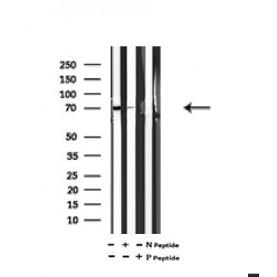 AF7066 at 1/100 staining mouse brain tissue sections by IHC-P. The tissue was formaldehyde fixed and a heat mediated antigen retrieval step in citrate buffer was performed. The tissue was then blocked and incubated with the antibody for 1.5 hours at 22¡ãC. An HRP conjugated goat anti-rabbit antibody was used as the secondary