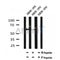 AF7069 at 1/100 staining mouse kidney tissue sections by IHC-P. The tissue was formaldehyde fixed and a heat mediated antigen retrieval step in citrate buffer was performed. The tissue was then blocked and incubated with the antibody for 1.5 hours at 22¡ãC. An HRP conjugated goat anti-rabbit antibody was used as the secondary