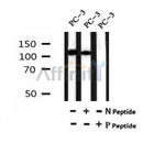 Western blot analysis of Phospho-GLI1(Thr1074) in lysates of PC-3, using Phospho-GLI1(Thr1074) Antibody(AF7070).