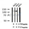 Western blot analysis of Phospho-GLI2(Ser234) in lysates of HeLa?, using Phospho-GLI2(Ser234) Antibody(AF7072).