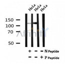 Western blot analysis of Phospho-GLI2(Ser136) in lysates of HeLa?, using Phospho-GLI2(Ser136) Antibody(AF7073).