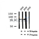 AF7074 at 1/100 staining mouse brain tissue sections by IHC-P. The tissue was formaldehyde fixed and a heat mediated antigen retrieval step in citrate buffer was performed. The tissue was then blocked and incubated with the antibody for 1.5 hours at 22¡ãC. An HRP conjugated goat anti-rabbit antibody was used as the secondary