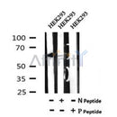 AF7076 at 1/100 staining mouse spleen tissue sections by IHC-P. The tissue was formaldehyde fixed and a heat mediated antigen retrieval step in citrate buffer was performed. The tissue was then blocked and incubated with the antibody for 1.5 hours at 22¡ãC. An HRP conjugated goat anti-rabbit antibody was used as the secondary
