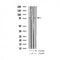 AF3201 staining HeLa by IF/ICC. The sample were fixed with PFA and permeabilized in 0.1% Triton X-100,then blocked in 10% serum for 45 minutes at 25¡ãC. The primary antibody was diluted at 1/200 and incubated with the sample for 1 hour at 37¡ãC. An  Alexa Fluor 594 conjugated goat anti-rabbit IgG (H+L) Ab, diluted at 1/600, was used as the secondary antibod