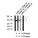 Western blot analysis of Phospho-MyoD(Thr115) in lysates of Jurkat Ca+ 40nM 30', using Phospho-MyoD(Thr115) Antibody(AF7079).