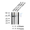 Western blot analysis of Phospho-MyoD(Thr115) in lysates of Jurkat Ca+ 40nM 30', using Phospho-MyoD(Thr115) Antibody(AF7079).