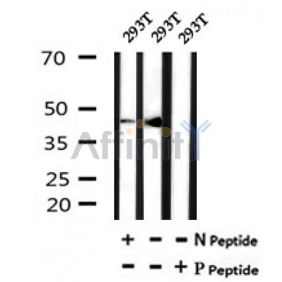 Western blot analysis of Phospho-osterix(Thr319) in lysates of 293T, using Phospho-osterix(Thr319) Antibody(AF7080).