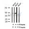 Western blot analysis of Phospho-TFAP2C(Ser434) in lysates of MCF7 , using Phospho-TFAP2C(Ser434) Antibody(AF7082).