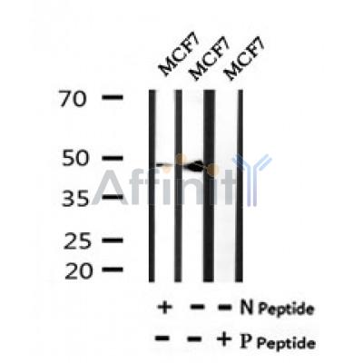 Western blot analysis of Phospho-TFAP2C(Ser434) in lysates of MCF7 , using Phospho-TFAP2C(Ser434) Antibody(AF7082).