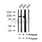 AF7083 at 1/100 staining human kidney tissue sections by IHC-P. The tissue was formaldehyde fixed and a heat mediated antigen retrieval step in citrate buffer was performed. The tissue was then blocked and incubated with the antibody for 1.5 hours at 22¡ãC. An HRP conjugated goat anti-rabbit antibody was used as the secondary