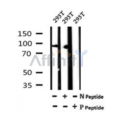 AF7083 at 1/100 staining human kidney tissue sections by IHC-P. The tissue was formaldehyde fixed and a heat mediated antigen retrieval step in citrate buffer was performed. The tissue was then blocked and incubated with the antibody for 1.5 hours at 22¡ãC. An HRP conjugated goat anti-rabbit antibody was used as the secondary