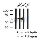 AF7084 at 1/100 staining mouse heart tissue sections by IHC-P. The tissue was formaldehyde fixed and a heat mediated antigen retrieval step in citrate buffer was performed. The tissue was then blocked and incubated with the antibody for 1.5 hours at 22¡ãC. An HRP conjugated goat anti-rabbit antibody was used as the secondary