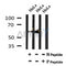 AF7084 at 1/100 staining mouse heart tissue sections by IHC-P. The tissue was formaldehyde fixed and a heat mediated antigen retrieval step in citrate buffer was performed. The tissue was then blocked and incubated with the antibody for 1.5 hours at 22¡ãC. An HRP conjugated goat anti-rabbit antibody was used as the secondary