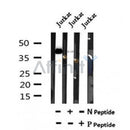 AF7087 at 1/100 staining human kidney tissue sections by IHC-P. The tissue was formaldehyde fixed and a heat mediated antigen retrieval step in citrate buffer was performed. The tissue was then blocked and incubated with the antibody for 1.5 hours at 22¡ãC. An HRP conjugated goat anti-rabbit antibody was used as the secondary
