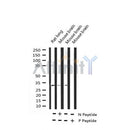 AF3202 staining HepG2 by IF/ICC. The sample were fixed with PFA and permeabilized in 0.1% Triton X-100,then blocked in 10% serum for 45 minutes at 25¡ãC. The primary antibody was diluted at 1/200 and incubated with the sample for 1 hour at 37¡ãC. An  Alexa Fluor 594 conjugated goat anti-rabbit IgG (H+L) Ab, diluted at 1/600, was used as the secondary antibod