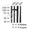 AF7089 at 1/100 staining mouse liver tissue sections by IHC-P. The tissue was formaldehyde fixed and a heat mediated antigen retrieval step in citrate buffer was performed. The tissue was then blocked and incubated with the antibody for 1.5 hours at 22¡ãC. An HRP conjugated goat anti-rabbit antibody was used as the secondary