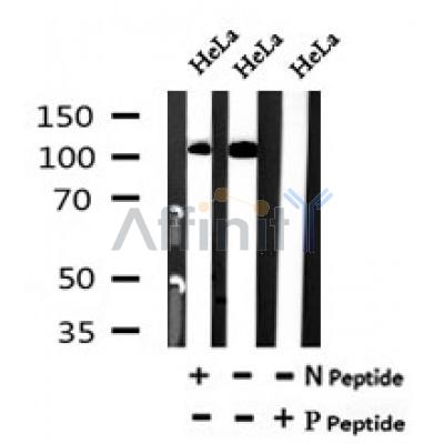 AF7089 at 1/100 staining mouse liver tissue sections by IHC-P. The tissue was formaldehyde fixed and a heat mediated antigen retrieval step in citrate buffer was performed. The tissue was then blocked and incubated with the antibody for 1.5 hours at 22¡ãC. An HRP conjugated goat anti-rabbit antibody was used as the secondary