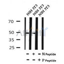 Western blot analysis of Phospho-SMYD2(Ser283) in lysates of NIH 3T3, using Phospho-SMYD2(Ser283) Antibody(AF7091).