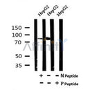 AF7092 at 1/100 staining mouse kidney tissue sections by IHC-P. The tissue was formaldehyde fixed and a heat mediated antigen retrieval step in citrate buffer was performed. The tissue was then blocked and incubated with the antibody for 1.5 hours at 22¡ãC. An HRP conjugated goat anti-rabbit antibody was used as the secondary