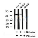 AF7097 at 1/100 staining mouse liver tissue sections by IHC-P. The tissue was formaldehyde fixed and a heat mediated antigen retrieval step in citrate buffer was performed. The tissue was then blocked and incubated with the antibody for 1.5 hours at 22¡ãC. An HRP conjugated goat anti-rabbit antibody was used as the secondary