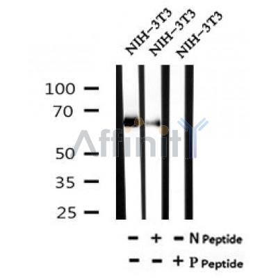 AF7099 at 1/100 staining mouse heart tissue sections by IHC-P. The tissue was formaldehyde fixed and a heat mediated antigen retrieval step in citrate buffer was performed. The tissue was then blocked and incubated with the antibody for 1.5 hours at 22¡ãC. An HRP conjugated goat anti-rabbit antibody was used as the secondary