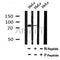 AF7100 at 1/100 staining mouse brain tissue sections by IHC-P. The tissue was formaldehyde fixed and a heat mediated antigen retrieval step in citrate buffer was performed. The tissue was then blocked and incubated with the antibody for 1.5 hours at 22¡ãC. An HRP conjugated goat anti-rabbit antibody was used as the secondary