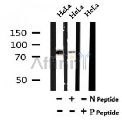 AF7100 at 1/100 staining mouse brain tissue sections by IHC-P. The tissue was formaldehyde fixed and a heat mediated antigen retrieval step in citrate buffer was performed. The tissue was then blocked and incubated with the antibody for 1.5 hours at 22¡ãC. An HRP conjugated goat anti-rabbit antibody was used as the secondary