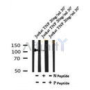 AF7103 at 1/100 staining rat kidney tissue sections by IHC-P. The tissue was formaldehyde fixed and a heat mediated antigen retrieval step in citrate buffer was performed. The tissue was then blocked and incubated with the antibody for 1.5 hours at 22¡ãC. An HRP conjugated goat anti-rabbit antibody was used as the secondary