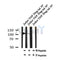 AF7103 at 1/100 staining rat kidney tissue sections by IHC-P. The tissue was formaldehyde fixed and a heat mediated antigen retrieval step in citrate buffer was performed. The tissue was then blocked and incubated with the antibody for 1.5 hours at 22¡ãC. An HRP conjugated goat anti-rabbit antibody was used as the secondary